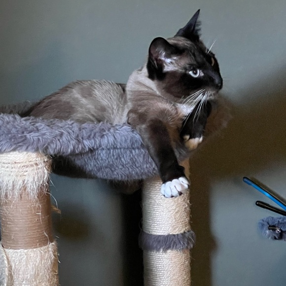 Kitty Kisses from Koda - Picture 6 of 8